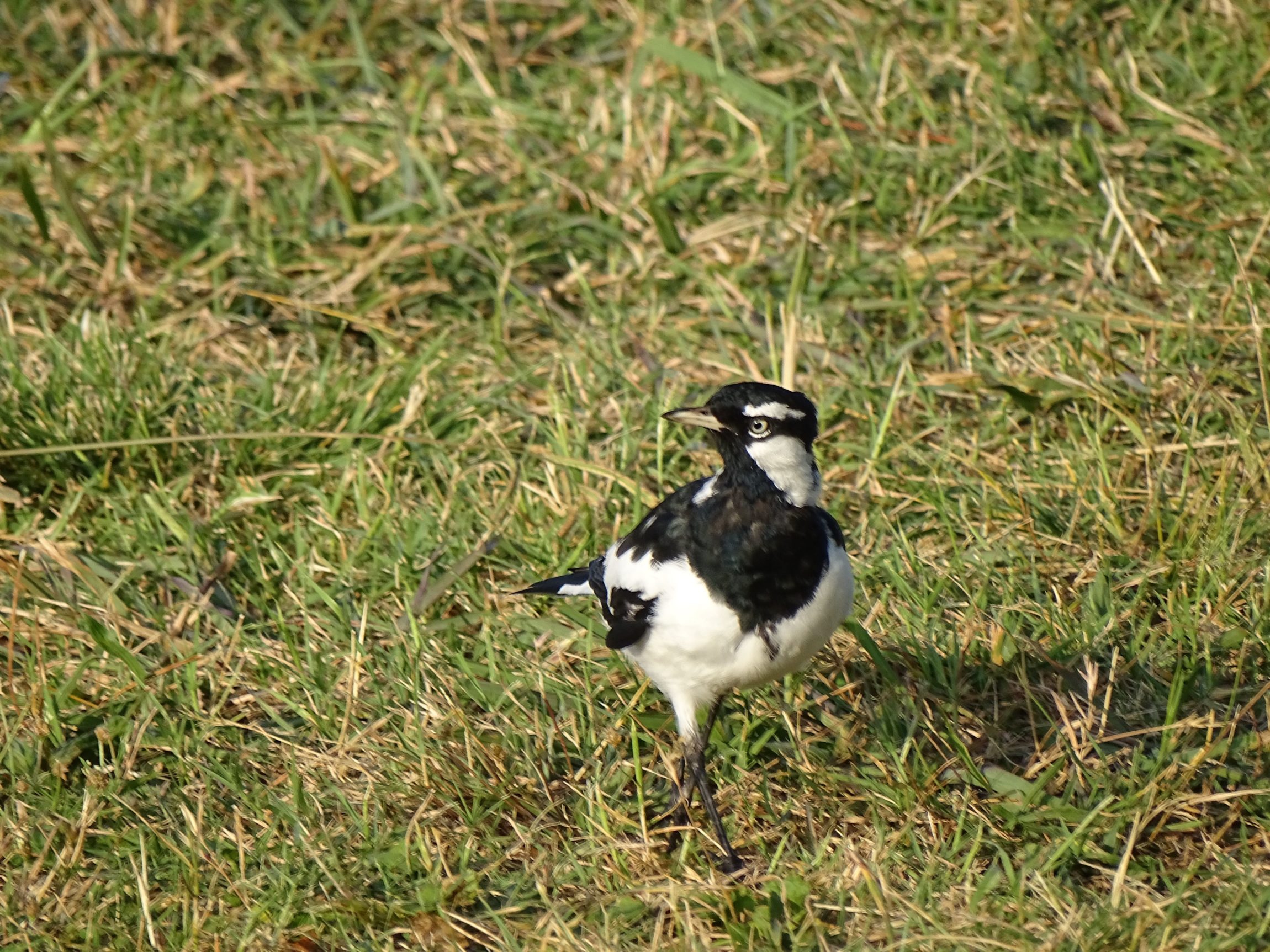 Magpie-lark (Grallina cyanoleuca)
