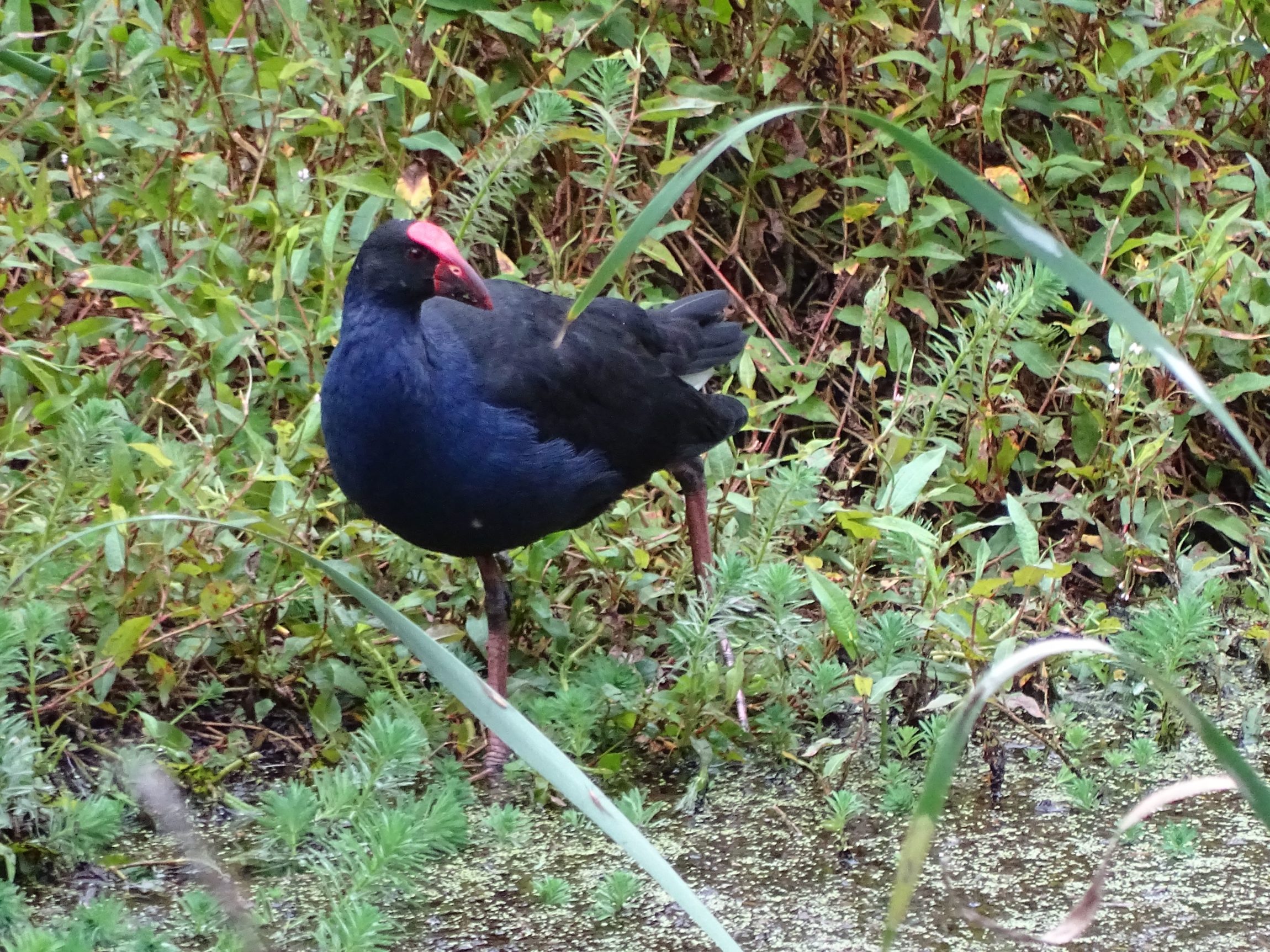 Purple Swamphen (Porphyrio porphyrio)