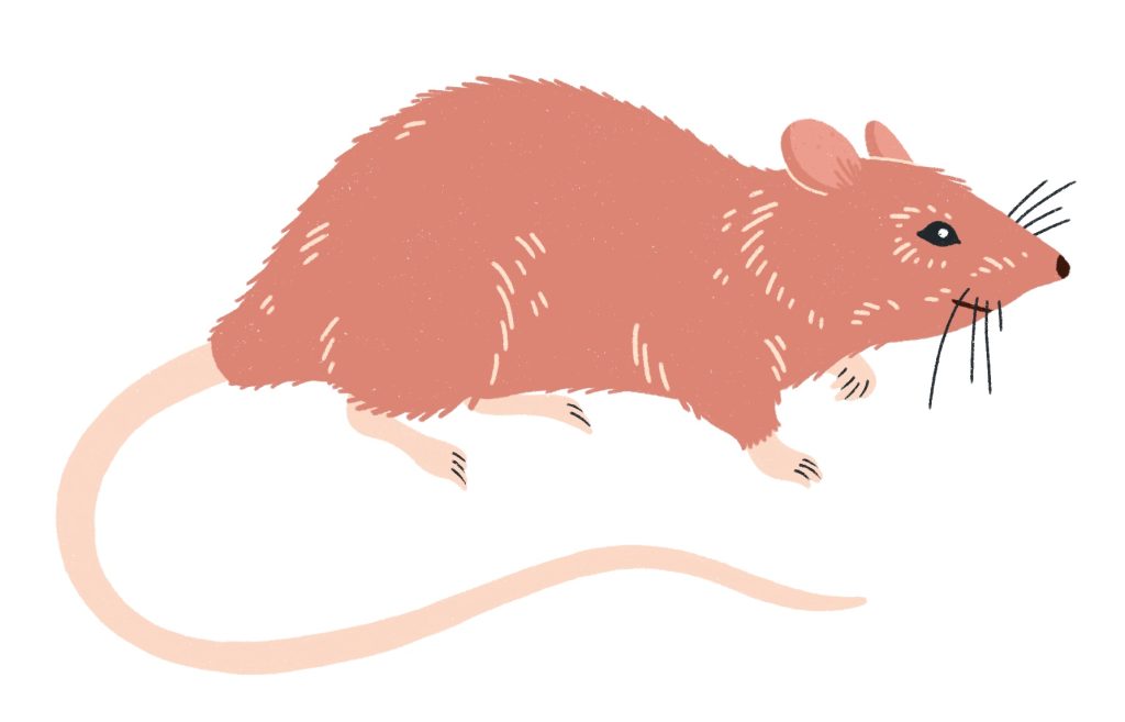 Undgå problemer med rotter ved at installere en rottespære