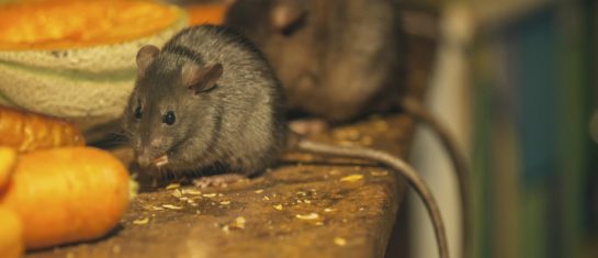 Rats & Mice treated by Brian Kelly Environmental Services Pest Control