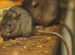 Rats & Mice treated by Brian Kelly Environmental Services Pest Control