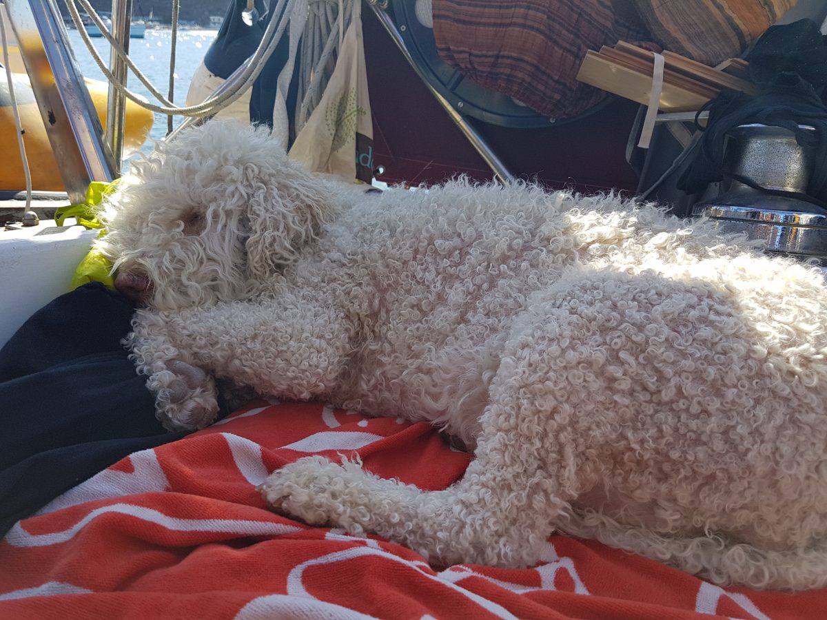 Wet and scarred dog after ruff experience