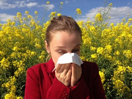 Lady with Hay Fever Allergy sneezing. Background of OilSeed Rape Flowers. Hay Fever Hacks.  Image Credit to Corina from Pixabay