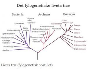 Fylogenetisk trae 2 Skægmejse