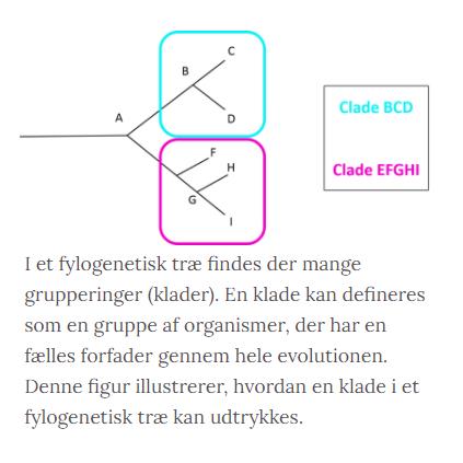 Skægmejse Fylogenetisk trae 3 Skægmejse