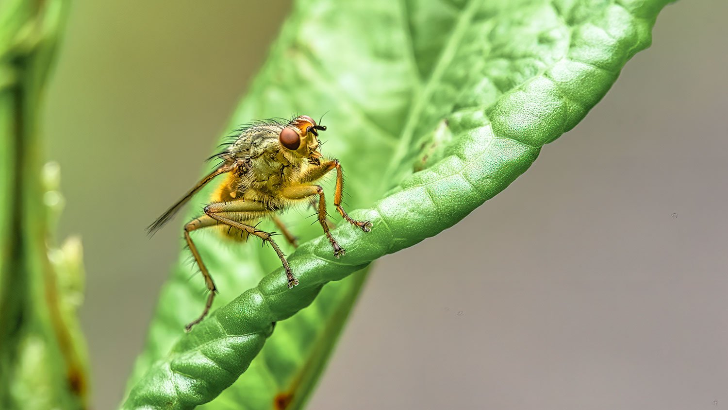 makrofotografi