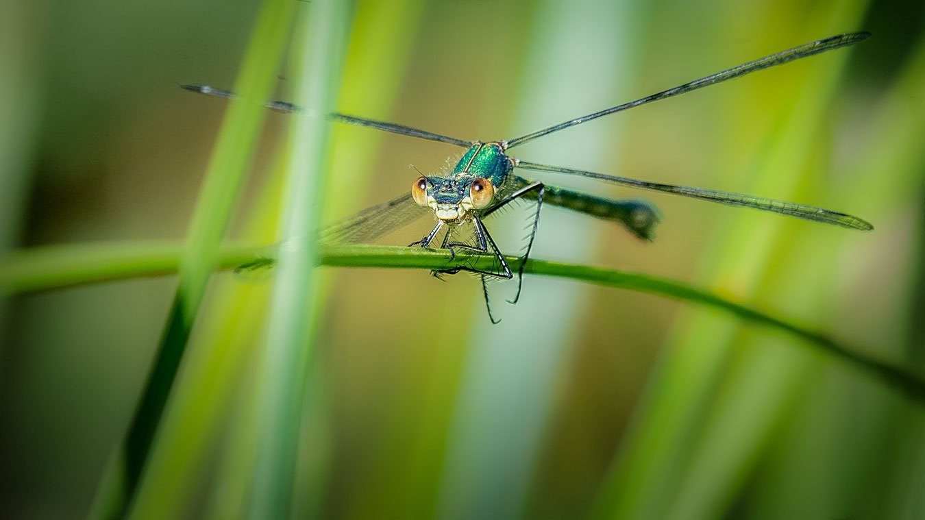 Makrofotografering - detaljernes verden Makro