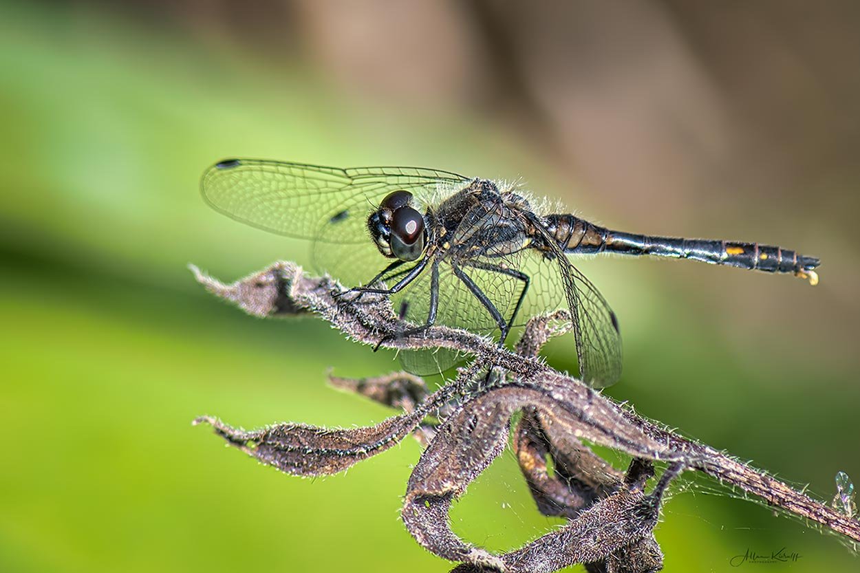 makrofotografi