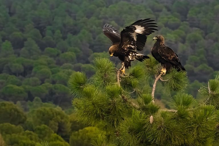 Kongeørn (Golden eagle) Ung kongeoern 4 kongeørn
