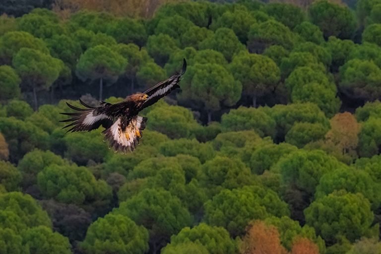 golden eagle