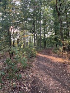 Wald im Spreewald, goldener Herbst