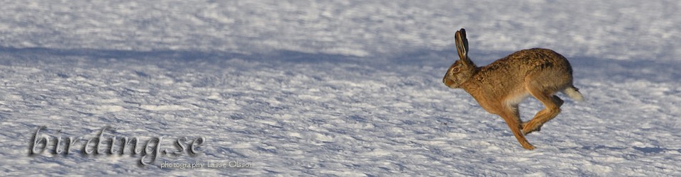 FÅGLAR, NATUR, RESOR, FAMILJEN OCH ANNAT …