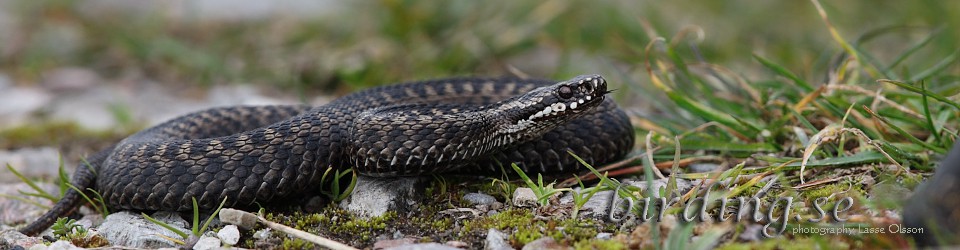 FÅGLAR, NATUR, RESOR, FAMILJEN OCH ANNAT …