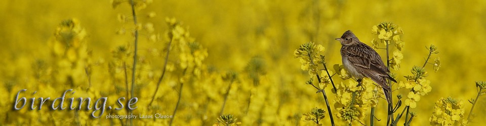 FÅGLAR, NATUR, RESOR, FAMILJEN OCH ANNAT …