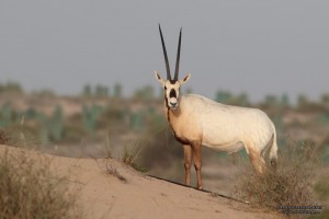 oryx1large