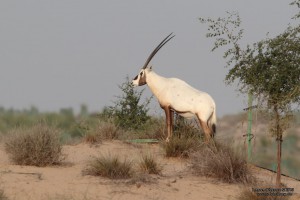 oryxlarge