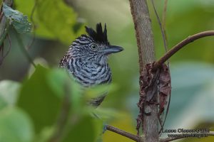 barredantshrike