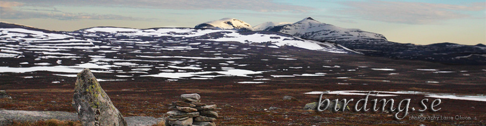 FÅGLAR, NATUR, RESOR, FAMILJEN OCH ANNAT …