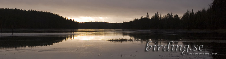 FÅGLAR, NATUR, RESOR, FAMILJEN OCH ANNAT …