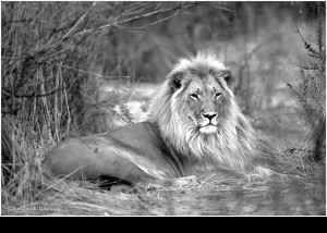 Der König der Tiere BOTSWANA