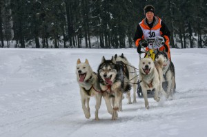 Walter Gradl Schlittenhunde Rennen