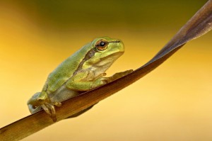 Werner Kolbeck Laubfrosch