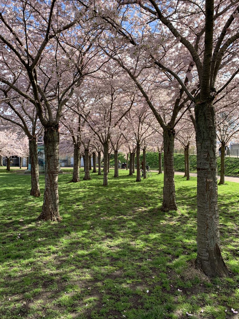 Langelinieparken Sakura Festival