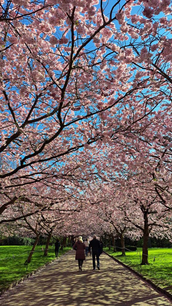 Langelinieparken Sakura Festival 