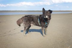 Hund im Wattenmeer