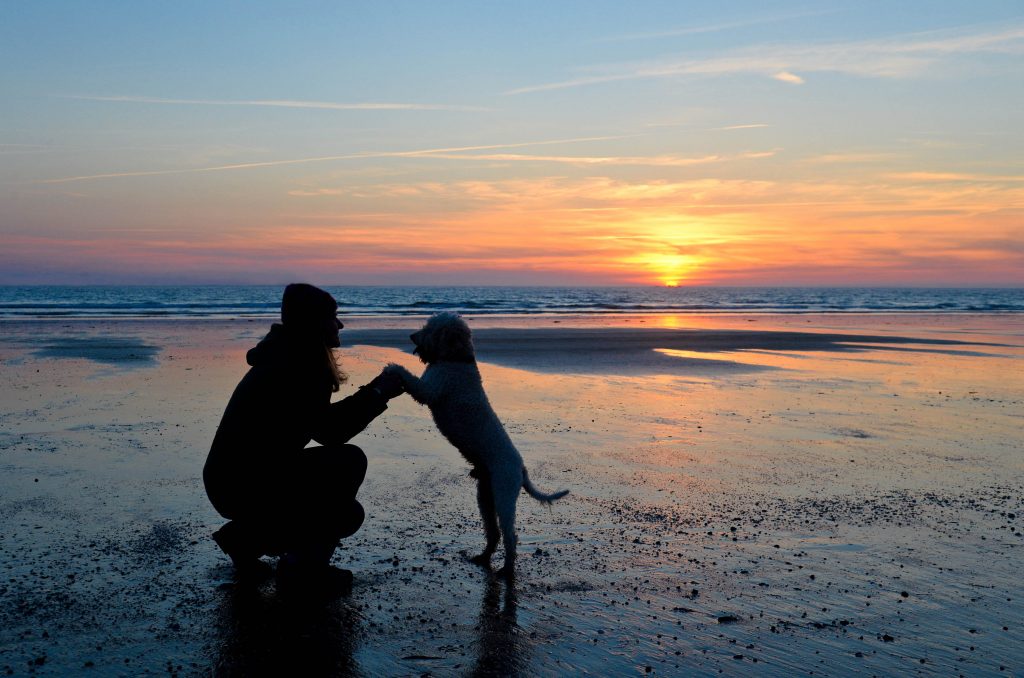 Hund im Watt Butjadingen