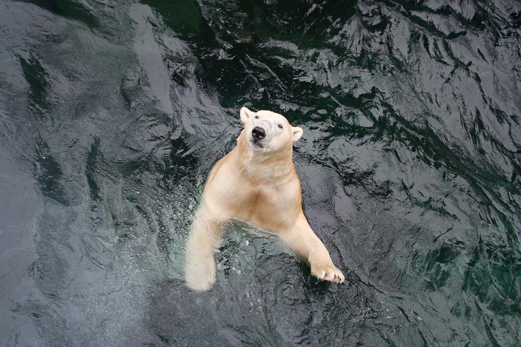 Eisbär im Zoo