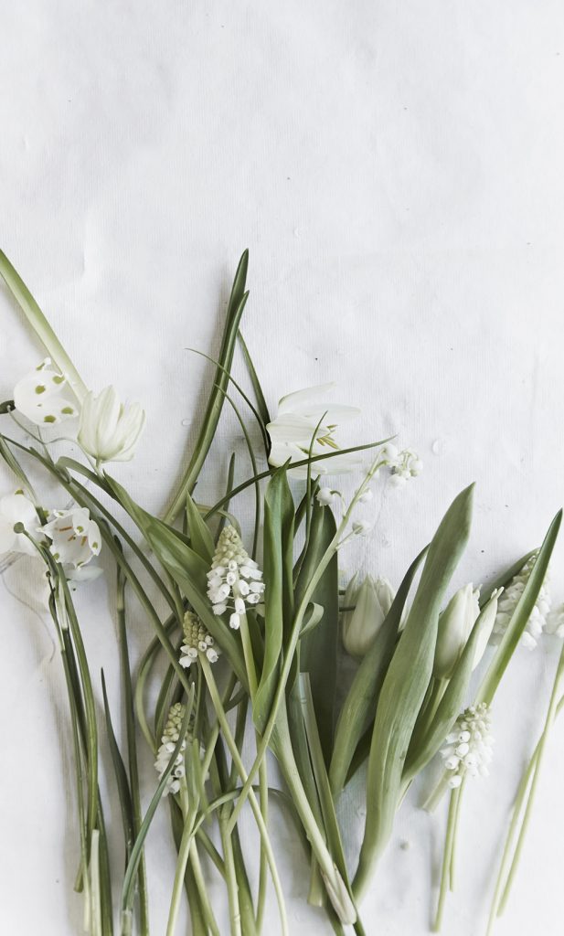 springflower,snowdrops