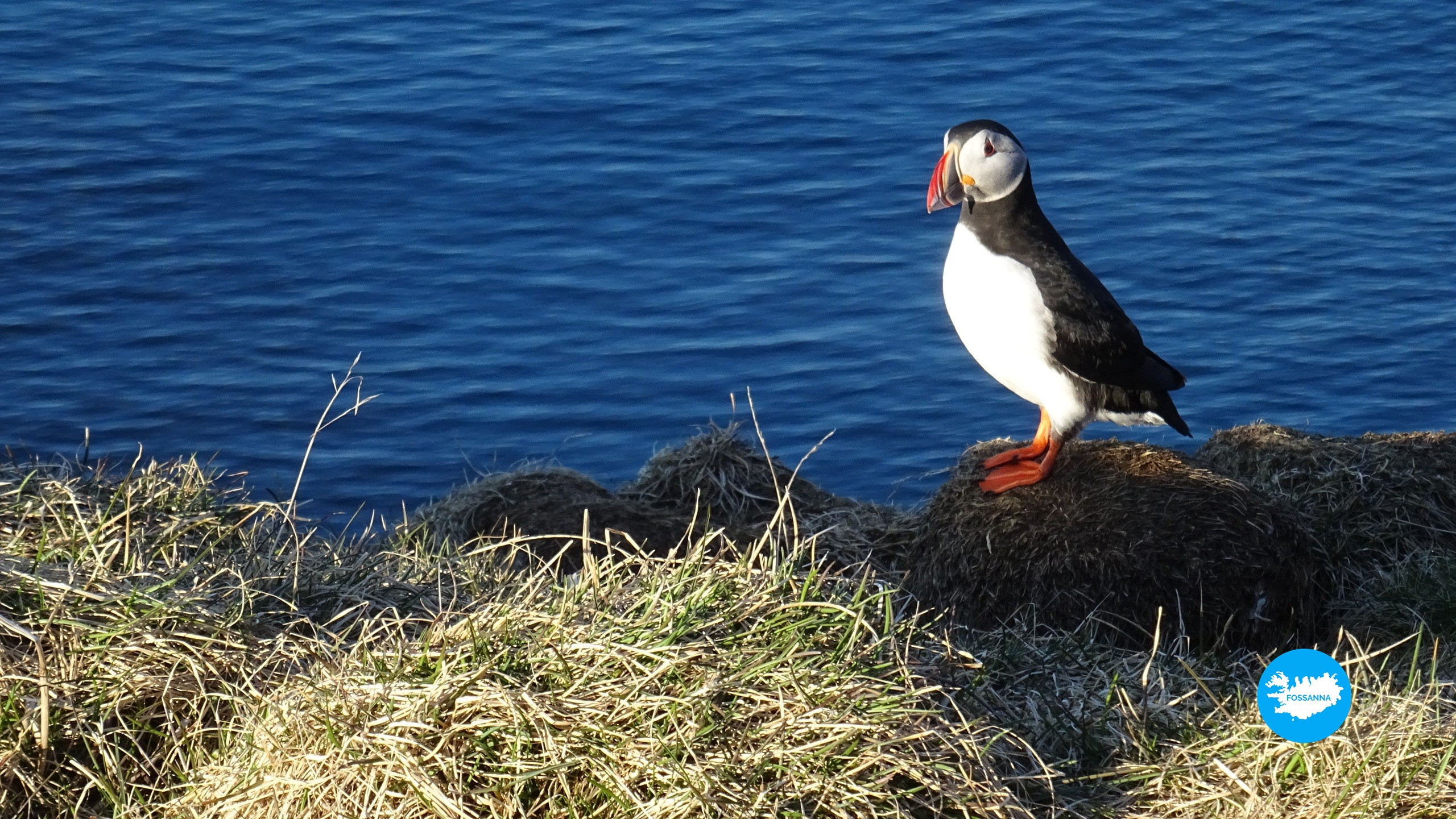 Enkele papegaaiduiker met de oceaan op de achtergrond langs de IJslandse kust. Foto door Annelies Barentsen.