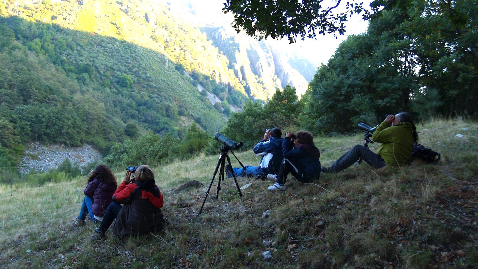 Observación del Oso Pardo en la Cordillera Cantábrica.