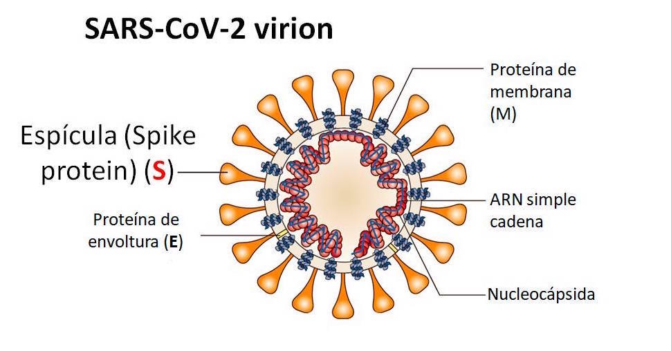 Sars Cov 2 Coronavirus