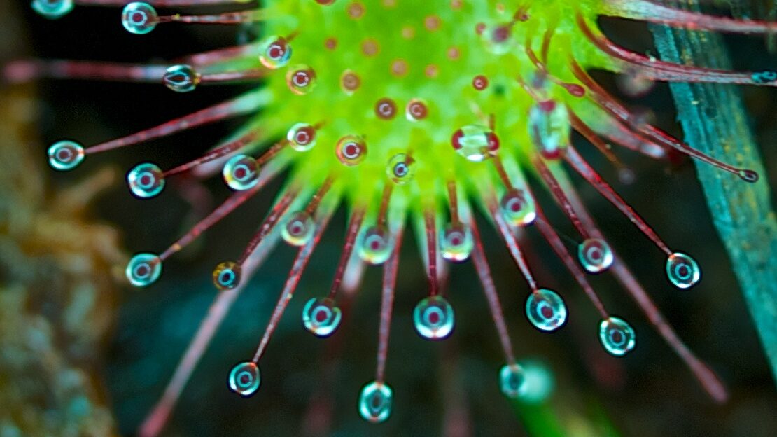 Fascinante Naturaleza: La Drosera Atrapamoscas.