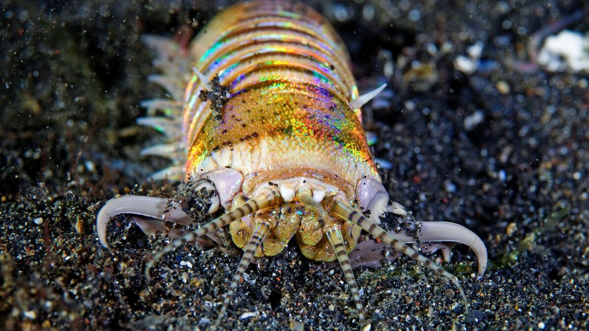 Fascinante Naturaleza: El Gusano Bobbit.