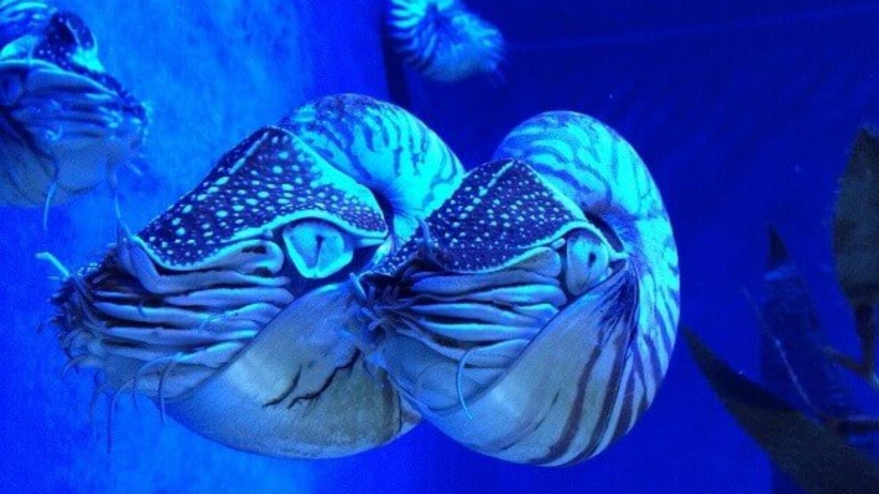 Fascinante Naturaleza: Nautilus.