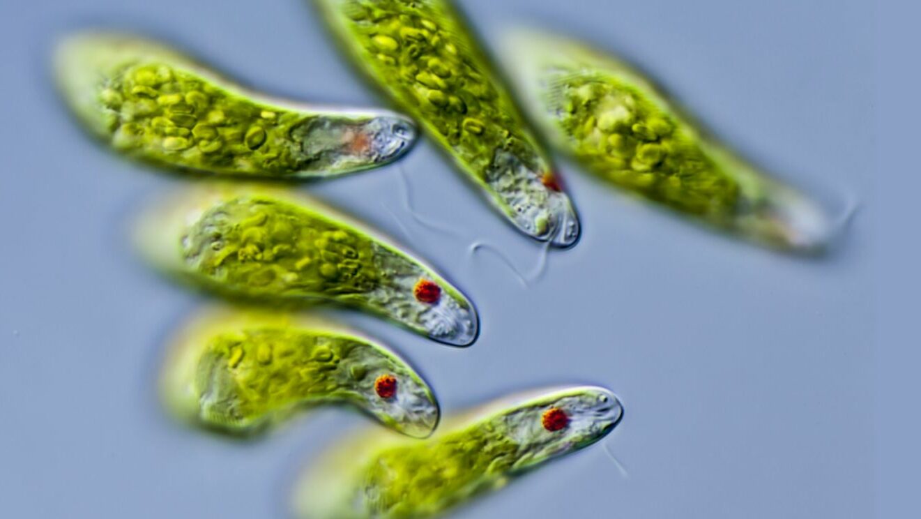 Euglena