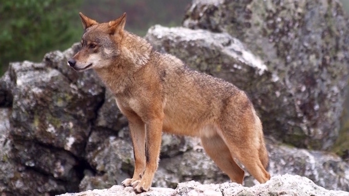 Día histórico para la protección legal del Lobo Ibérico.