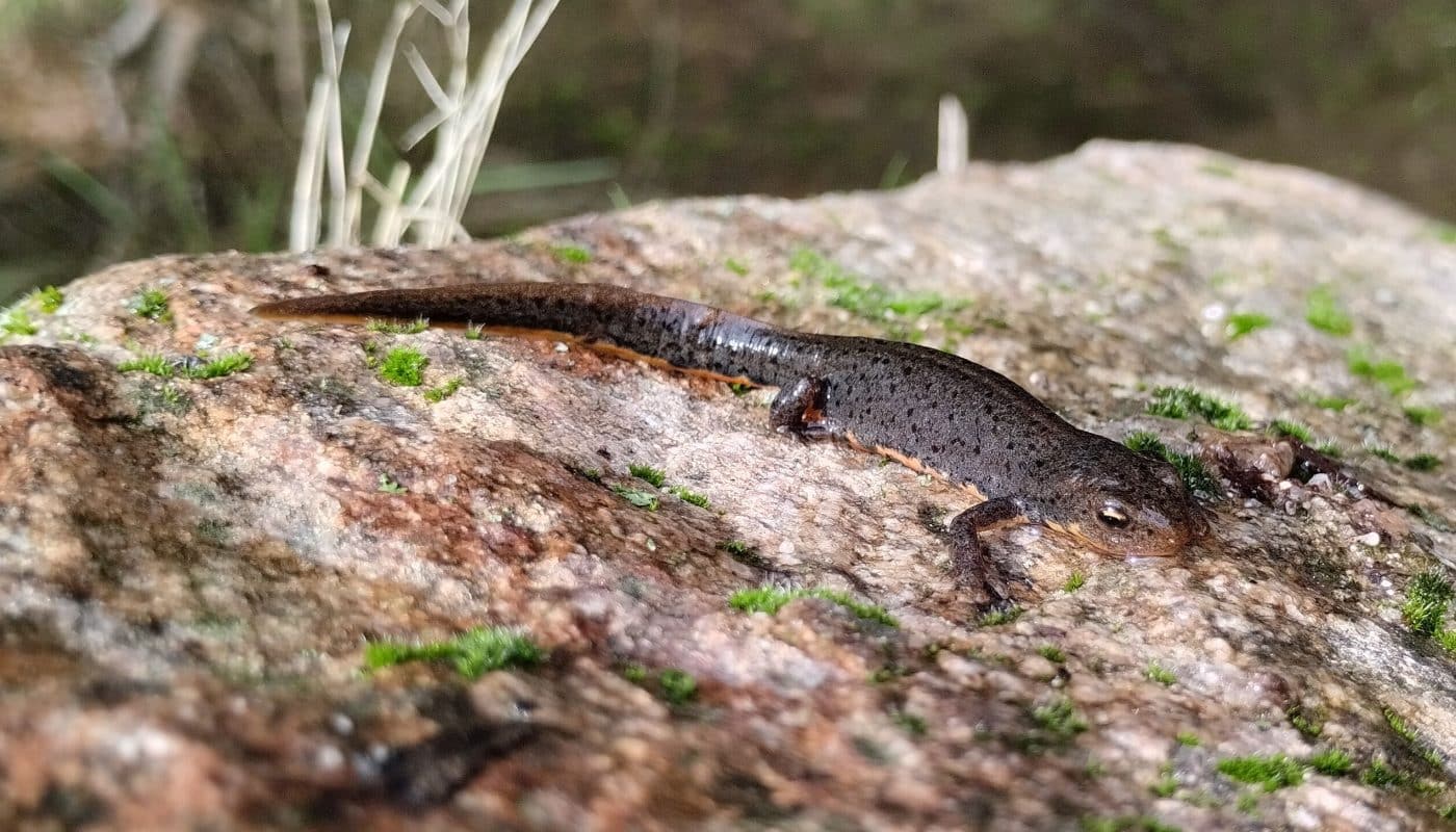 Tritón ibérico