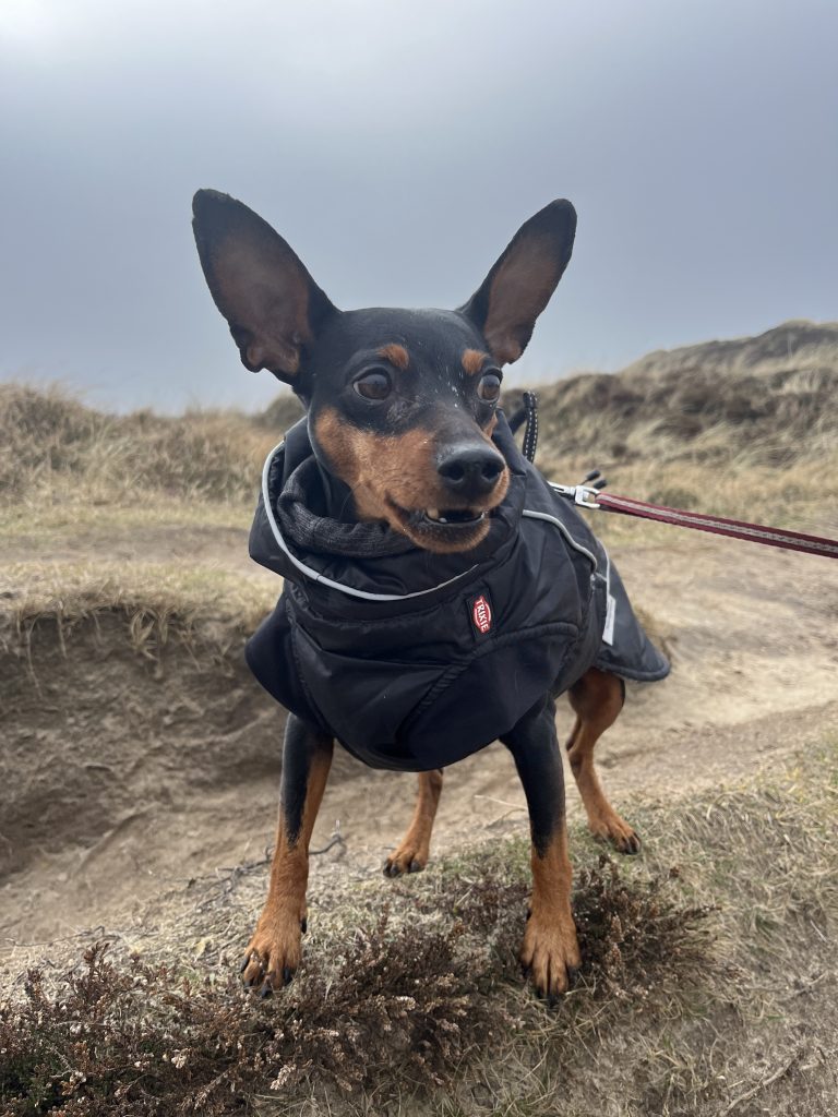 Meine kleine Melodie ein Zwergpinscher