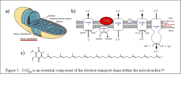 CoQ10 benefits