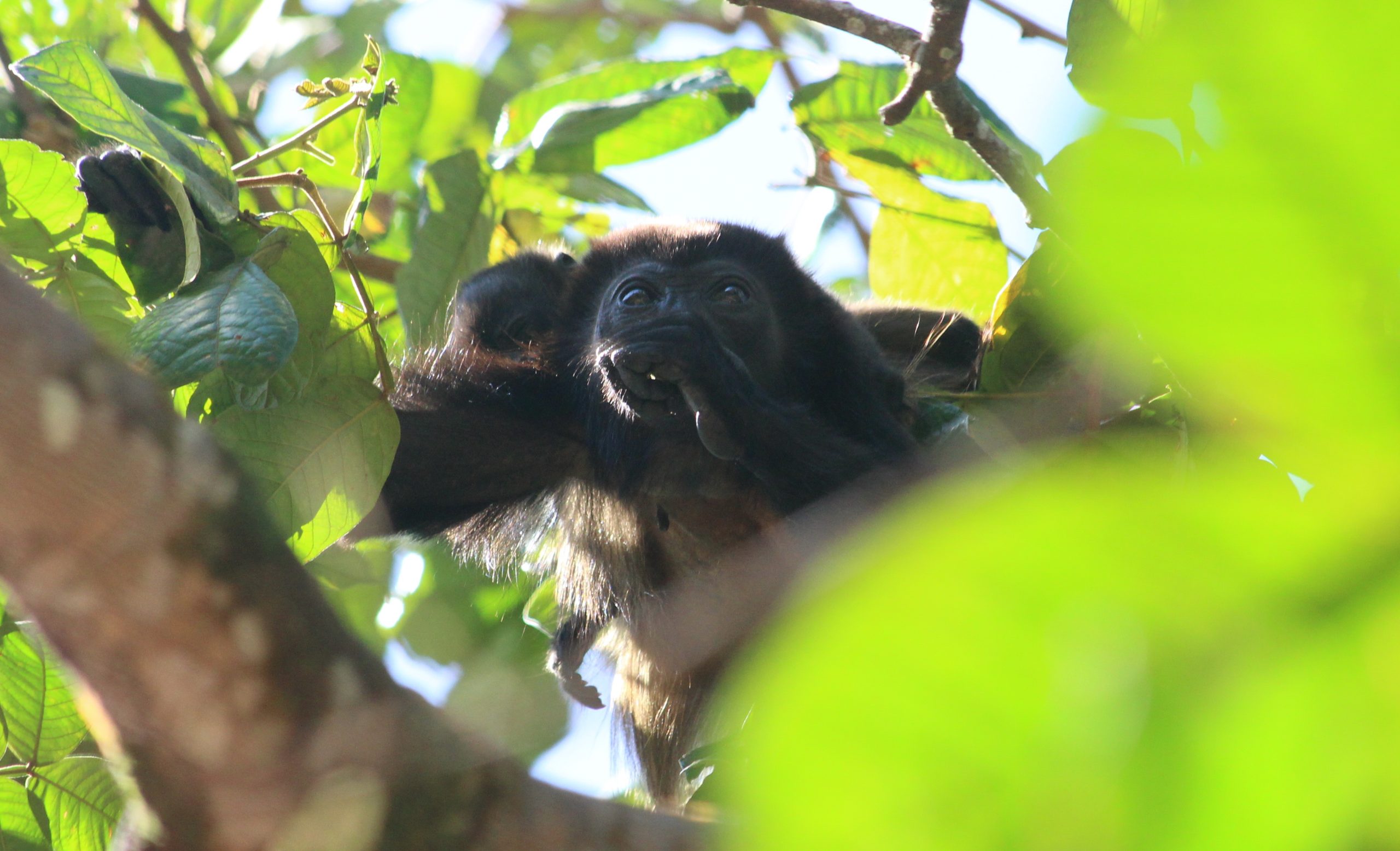 Howler Monkey