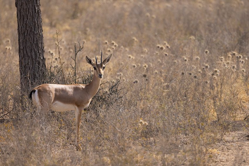 Chinkara