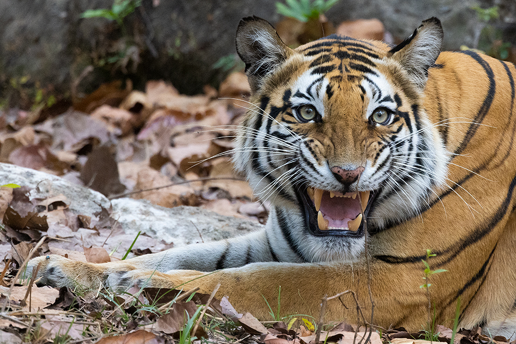 Okänd arg tiger