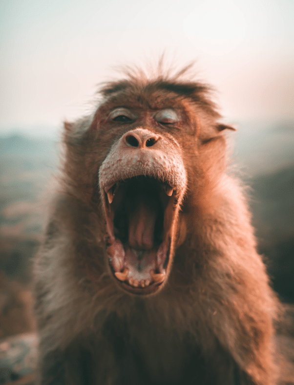 Monkey Yawning