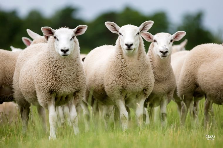 Allergisch voor wol?