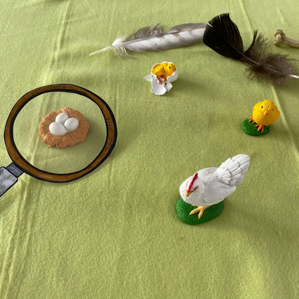 Lebenszyklus Huhn