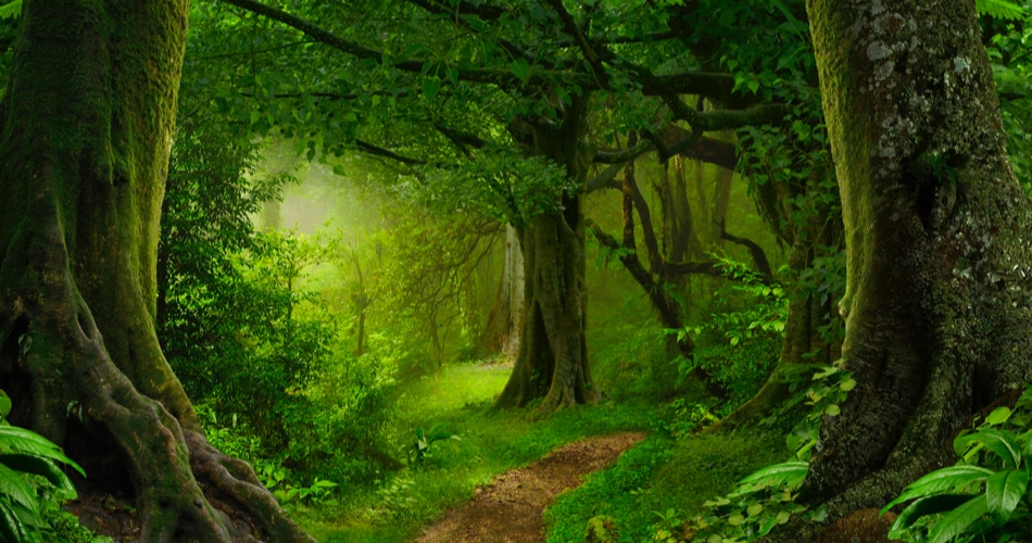 Wald